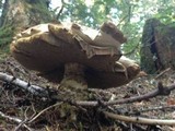 Leccinum manzanitae image