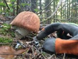 Leccinum manzanitae image