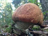 Leccinum manzanitae image
