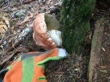 Leccinum manzanitae image