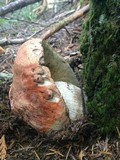 Leccinum manzanitae image