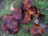 Coltricia perennis image