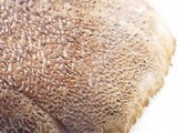 Coltricia perennis image