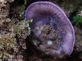 Panus neostrigosus image