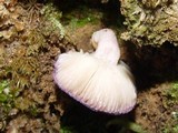 Panus neostrigosus image