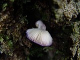Panus neostrigosus image