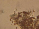 Psathyrella longistriata image