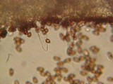 Psathyrella longistriata image