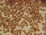 Psathyrella longistriata image