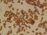 Psathyrella longistriata image