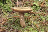 Tylopilus porphyrosporus image