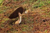 Tylopilus porphyrosporus image
