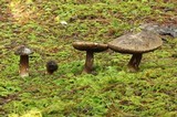 Tylopilus porphyrosporus image