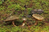 Tylopilus porphyrosporus image