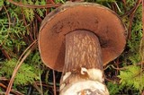 Tylopilus porphyrosporus image