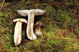 Tylopilus porphyrosporus image