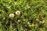 Psilocybe baeocystis image