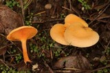 Hygrophoropsis aurantiaca image