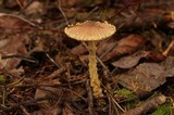 Lepiota magnispora image