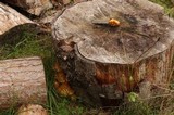 Pholiota limonella image