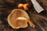 Pholiota limonella image