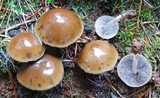 Psathyrella spadiceogrisea image