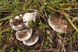 Amanita silvicola image