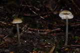 Entoloma corneum image