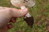 Amanita silvicola image