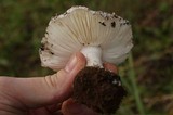 Amanita silvicola image