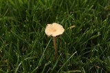 Psilocybe stuntzii image