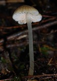 Entoloma corneum image