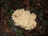 Sparassis crispa image