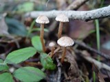 Tubaria conspersa image