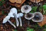 Lactarius pseudomucidus image