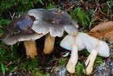 Lactarius kauffmanii image