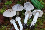 Tricholoma virgatum image