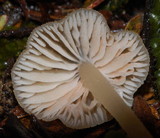 Entoloma corneum image