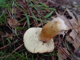 Boletus badius image