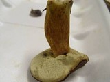 Boletus badius image