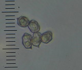 Entoloma corneum image