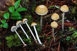 Hypholoma dispersum image