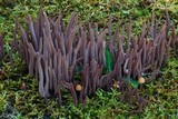 Alloclavaria purpurea image