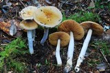 Cortinarius vanduzerensis image