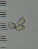 Entoloma corneum image