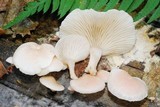 Pleurotopsis longinqua image