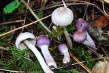 Inocybe geophylla var. lilacina image