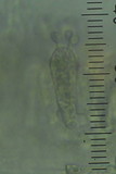 Entoloma corneum image