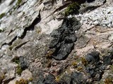 Collema furfuraceum image