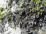 Collema furfuraceum image